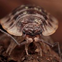 Woodlouse 4 